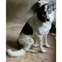 Foto dell\'animale COMUNE DI CASTELVETERE SUL CALORE - 380260043815979