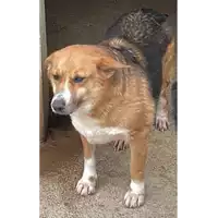 Foto dell\'animale COMUNE DI CASTELVETERE SUL CALORE - 380260042485040