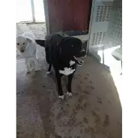 Foto dell\'animale COMUNE DI FLUMERI - 380260043229481
