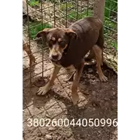 Foto dell\'animale COMUNE DI SERINO - 380260044050996