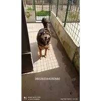 Foto dell\'animale COMUNE DI SERINO - 380260044050680
