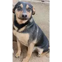 Foto dell\'animale COMUNE DI ARIANO IRPINO - 380260043816326
