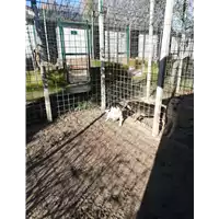 Foto dell\'animale COMUNE DI ARIANO IRPINO - 380260044050081