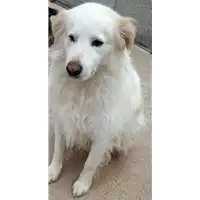 Foto dell\'animale COMUNE DI CHIUSANO DI SAN DOMENICO - 380260043998709