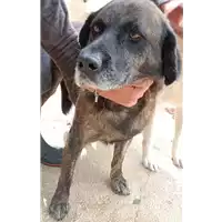Foto dell\'animale COMUNE DI SAN MICHELE DI SERINO - 380260043994849