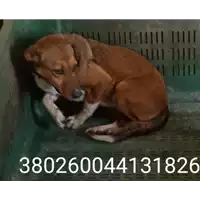 Foto dell\'animale COMUNE DI FONTANAROSA - 380260044131826