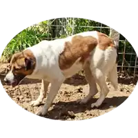 Foto dell\'animale COMUNE DI FONTANAROSA - 380260044146378