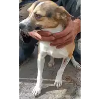 Foto dell\'animale COMUNE DI VILLAMAINA - 380260044050243