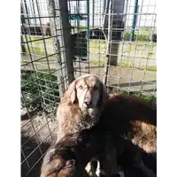 Foto dell\'animale COMUNE DI ARIANO IRPINO - 380260044051424