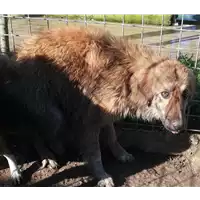 Foto dell\'animale COMUNE DI ARIANO IRPINO - 380260043994818