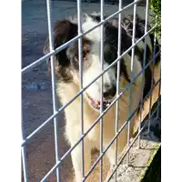 Foto dell\'animale COMUNE DI TEORA - 380260043994880