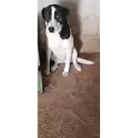 Foto dell\'animale COMUNE DI ARIANO IRPINO - 380260043995400