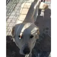 Foto dell\'animale COMUNE DI ARIANO IRPINO - 380260043994496