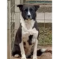 Foto dell\'animale COMUNE DI VOLTURARA IRPINA - 380260044049551