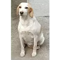 Foto dell\'animale COMUNE DI VOLTURARA IRPINA - 380260044048776