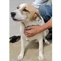 Foto dell\'animale COMUNE DI VOLTURARA IRPINA - 380260043995677