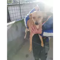 Foto dell\'animale COMUNE DI ARIANO IRPINO - 380260043995211