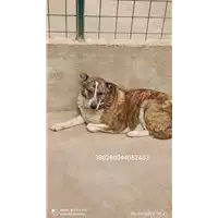 COMUNE DI SCAMPITELLA - 380260044052403