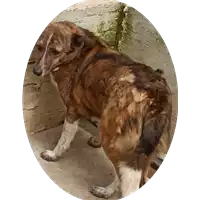 Foto dell\'animale COMUNE DI SCAMPITELLA - 380260044048197