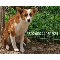 Foto dell\'animale COMUNE DI SCAMPITELLA - 380260044051924