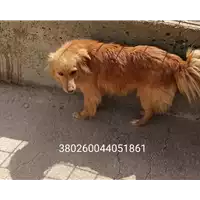 Foto dell\'animale COMUNE DI SCAMPITELLA - 380260044051861
