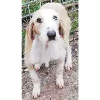 Foto dell\'animale COMUNE DI GESUALDO - 380260004391592