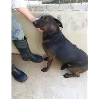 Foto dell\'animale COMUNE DI GESUALDO - 380260004391588