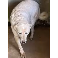 Foto dell\'animale COMUNE DI CARIFE - 380260044406288