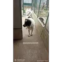 Foto dell\'animale COMUNE DI SERINO - 380260044403559