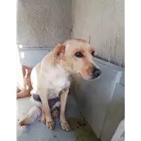 Foto dell\'animale COMUNE DI SANTO STEFANO DEL SOLE - 380260044399443