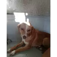 Foto dell\'animale COMUNE DI ARIANO IRPINO - 380260044393137