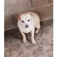 Foto dell\'animale COMUNE DI PALOMONTE - 380260042337197