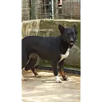 Foto dell\'animale COMUNE DI SAN MICHELE DI SERINO - 380260044401882