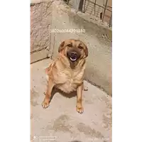 Foto dell\'animale COMUNE DI SAN MICHELE DI SERINO - 380260044399310