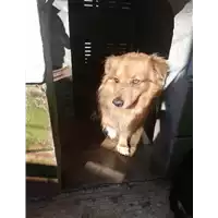Foto dell\'animale COMUNE DI FLUMERI - 380260044396829