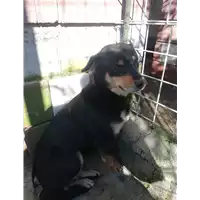 Foto dell\'animale COMUNE DI FLUMERI - 380260044401738