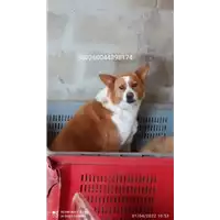 Foto dell\'animale COMUNE DI PATERNOPOLI - 380260044398174