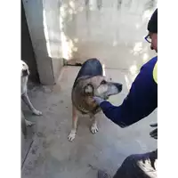Foto dell\'animale COMUNE DI ARIANO IRPINO - 380260043202653