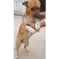 Foto dell\'animale COMUNE DI PRATOLA SERRA - 380260044474812
