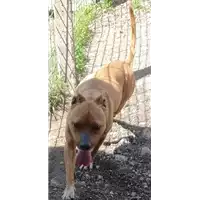 Foto dell\'animale COMUNE DI CASSANO IRPINO - 380260044434396