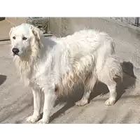 Foto dell\'animale COMUNE DI ARIANO IRPINO - 380260044478339