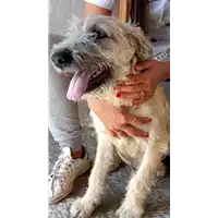 Foto dell\'animale COMUNE DI SERINO - 380260044432148
