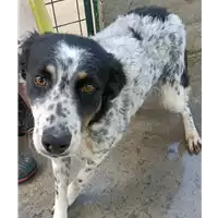 Foto dell\'animale COMUNE DI ARIANO IRPINO - 380260044432419