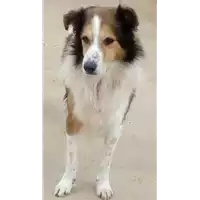 Foto dell\'animale COMUNE DI CASTELVETERE SUL CALORE - 380260044432582