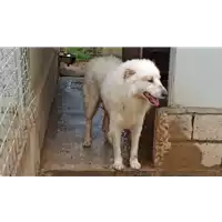 Foto dell\'animale COMUNE DI GROTTAMINARDA - 380260044432749