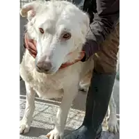 Foto dell\'animale COMUNE DI GROTTAMINARDA - 380260044433123