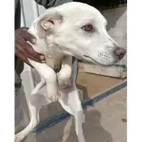 Foto dell\'animale COMUNE DI ARIANO IRPINO - 380260044435908