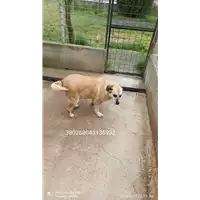 Foto dell\'animale COMUNE DI GROTTAMINARDA - 380260043136932
