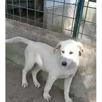 Foto dell\'animale COMUNE DI GROTTAMINARDA - 380260044433918