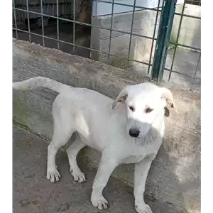 COMUNE DI GROTTAMINARDA - 380260044433918